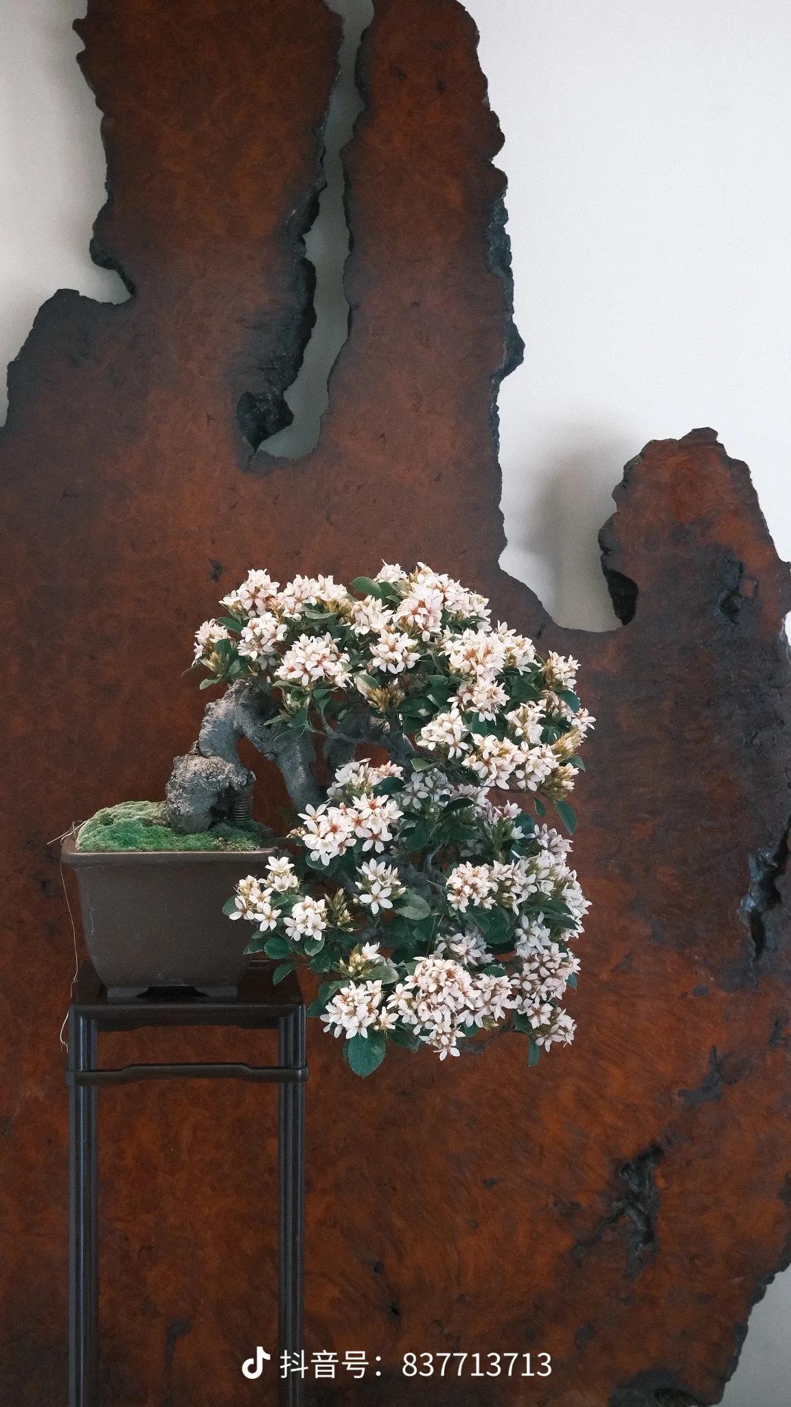 产品图「垂雪」